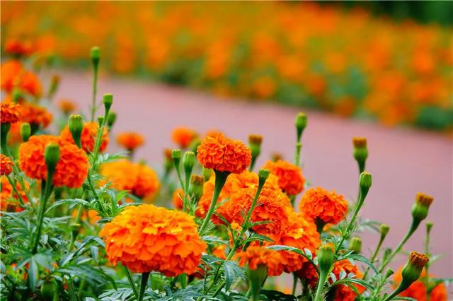 騰沖徒步路線馬拉松賽道 騰沖徒步路線馬拉松賽道