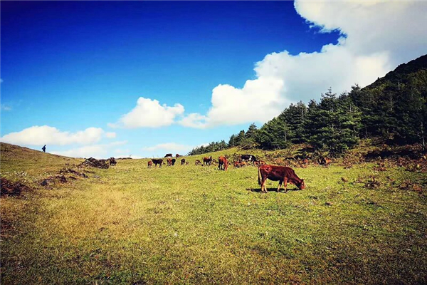 騰沖汽車試駕 騰沖汽車試駕