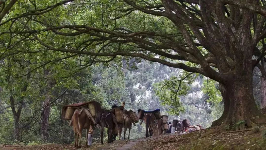 騰沖旅游 騰沖旅游