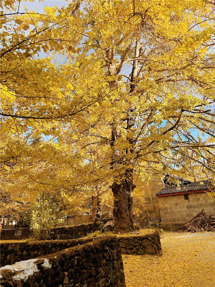 騰沖銀杏村 騰沖銀杏村