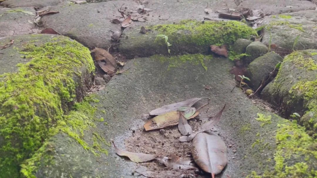 騰沖旅游 騰沖旅游