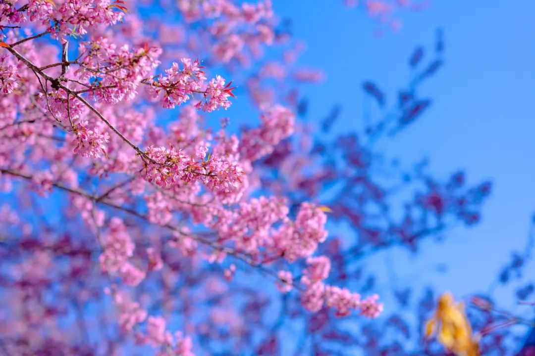 騰沖旅游：騰沖戶外拓展地櫻花谷的櫻花開啦！騰沖旅行社喊你一起徒步泡溫泉