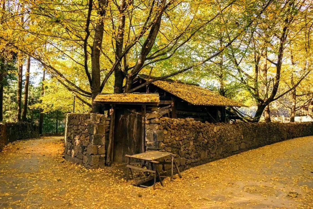 騰沖旅游：這個地方被人民日報整版報道！一起走進銀杏村的金色時光！